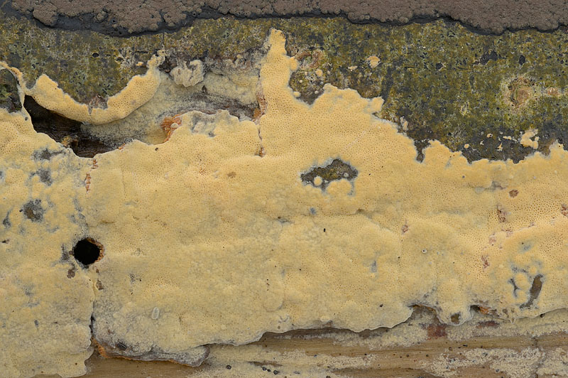 Ceriporia aurantiocarnescens